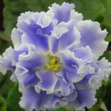 Фиалка Голубой туман (К. Морев)