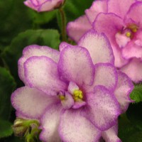 Фиалка Гранатовая Фантазия Макуни