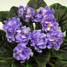 Фиалка Huckleberry (Fredette)