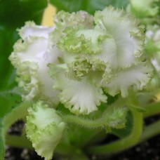 Фиалка Irish Cream LLG/S.Sorano