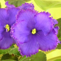 Фиалка Kissing Bandit(Поцелуй Бандита) Sorano