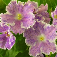 Фиалка Костина фантазия (Морев)