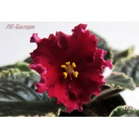 Фиалка ЛЕ-Бахори (Лебецкая Е.)