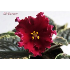 Фиалка ЛЕ-Бахори (Лебецкая Е.)