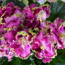 Фиалка ЛЕ-Шанталь (Е.Лебецкая)