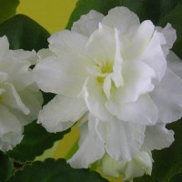 Фиалка Lemon Kisses (Лимонные поцелуи) Sorano