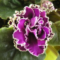 Фиалка Леший (Макуни)