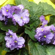 Фиалка Любимая дочка (Макуни)