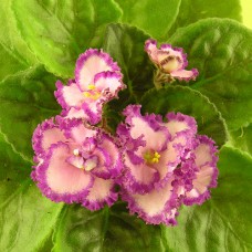 Фиалка Lyon’s Pirate’s Treasure Sorano