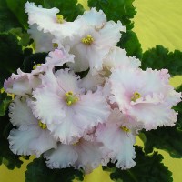 Фиалка Lyon’s Blushing Bride (Лайонз Блашин Брайд- Стыдливая невеста)