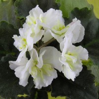 Фиалка Majesty Мэджести (Ваше величество) Blansit