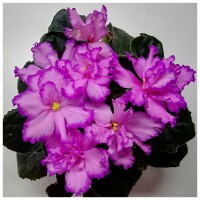 Фиалка ЛФ-Малиновый Ажур (Федосеева)