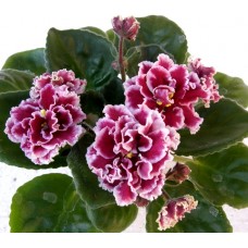 Фиалка ЛЕ-Маджента (Лебецкая Е.)