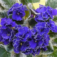 Фиалка Midnight Romance (Миднайт Романс) Sorano