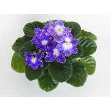 Фиалка НД-Кристалл Сваровски ((Н. Данилова-Суворова)