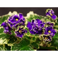 Фиалка НД-Вечерний Петербург (Данилова-Суворова)