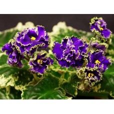 Фиалка НД-Вечерний Петербург (Данилова-Суворова)