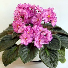 Фиалка Наша Надежда (К.Морев)