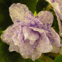 Фиалка Neptune’s Jewels(Драгоценности Нептуна) Sorano