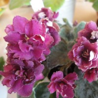 Фиалка Ness’ Antique Red (Нес Энтик Рэд), Ness