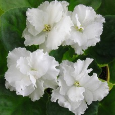 Фиалка Никому не дам (Макуни)