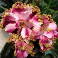 Фиалка КО-Петушок Золотой Гребешок (О.Кособокова)