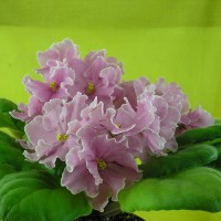 Фиалка Pink Amiss Пинк Эмис (Красивая Эмис) Eyerdom