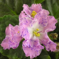 Фиалка Playful Spectrum(Все краски спектра) Sorano