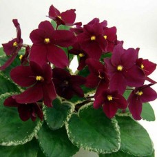 Фиалка Powwow K. Stock