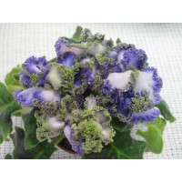 Фиалка РС-Венеция Люкс ( С.Репкина)