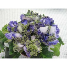 Фиалка РС-Венеция Люкс ( С.Репкина)