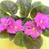 Фиалка Rebels Carnation Splash (Гвоздика) R. Bann