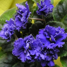 Фиалка Raffled Skies (Воздушные небеса) Sorano