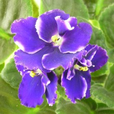 Фиалка Rhapsodie Cora Holtkamp