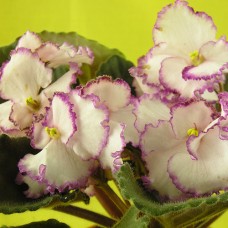 Фиалка Raspberry Crisp (Рэспберри Крисп — Малиновая Кудряшка) Johnson