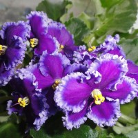 Фиалка Reigning Beauty (J. Swift) (Рейнинг Бьюти)