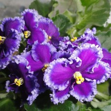 Фиалка Reigning Beauty (J. Swift) (Рейнинг Бьюти)