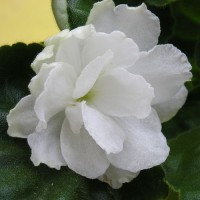 Фиалка Rhapsody in White LLG/Sorano