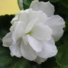 Фиалка Rhapsody in White LLG/Sorano