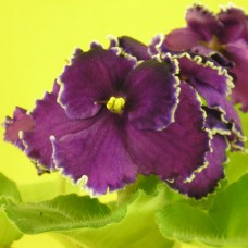 Фиалка Rodeo Roper L.Munk/J.Munk