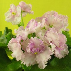 Фиалка Rosie Ruffles Harrington