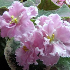 Фиалка Розовая Акварель (Морев)