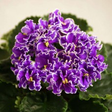 Фиалка Shimmering Sunshine (Шиммеринг Саншайн), Sorano