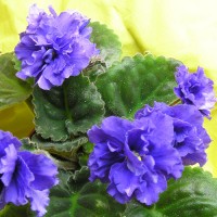 Фиалка Simpler Times(Старые добрые времена) Sorano