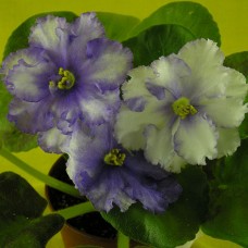 Фиалка Lyon’s Spectacular LLG/S.Sorano