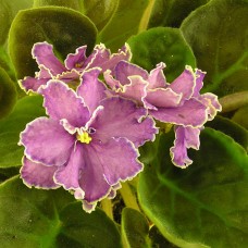 Фиалка Starry Night Blue (Синяя Звездная Ночь) Sorano