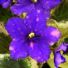 Фиалка Startrik (Стартрик — Звездная Шутка) Sorano