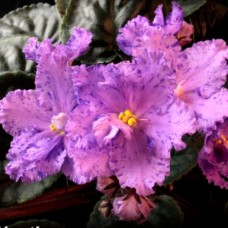 Фиалка Stormy Weather (Swift)