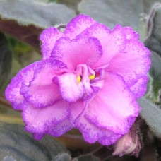 Фиалка Strawberry Wave Sorano