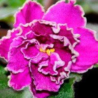 Фиалка Sun Sizzle S.Sorano